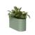 Salbeigrün